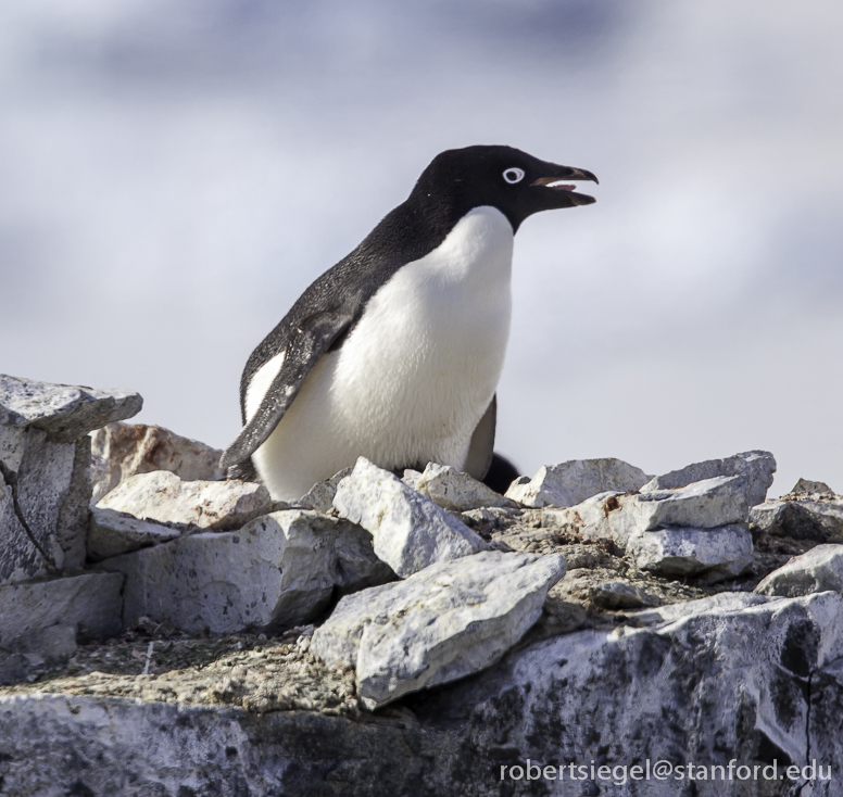 penguin